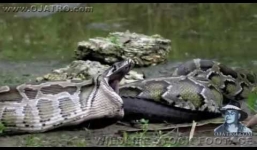 Trăn khủng siết chặt nuốt chửng cá sấu trong nháy mắt