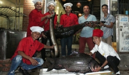 Rước “tứ quý” cá hiếm từ sông Mê Kông về Hà Nội bằng máy bay