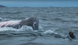 Video: Cá voi lưng gù nặng 16 tấn suýt nuốt chửng thợ lặn