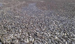 Cá chết trắng phủ la liệt kênh ở Mỹ