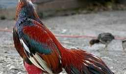 Bật mí mẹo chọn gà đá hay