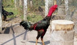 Top 3 mẹo chọn gà chọi hay nhất