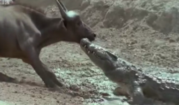 Video: Hãi hùng cá sấu 'hạ gục' trâu rừng