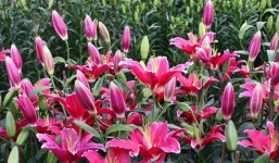 Mẹo chọn hoa tươi khi mua ai cũng phải xuýt xoa