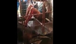 'Cẩu tặc' bị đánh, nhốt vào trong chuồng cùng tang vật