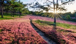 Ngất ngây với đồi cỏ hồng như tranh vẽ ở Đà Lạt