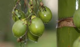 Cách làm trắng răng bằng cau cực đơn giản