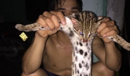 Điều tra làm rõ vụ việc giết mèo rừng quý hiếm rồi đăng lên facebook