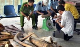 Phát hiện vụ vận chuyển sừng tê giác nguyên khối trị giá 4 tỷ đồng