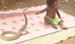 Bé gái Ấn Độ tay không tóm cổ rắn hổ mang chúa