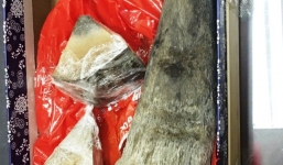 Phát hiện sừng tê giác 4 tỷ đồng vận chuyển qua đường hàng không