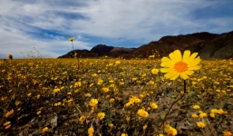 'Thung lũng Chết' bất ngờ xuất hiện siêu hoa đua nở