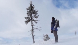 Loài cây già nhất thế giới có tuổi thọ 9.550 năm