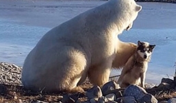 Clip gấu trắng Bắc cực âu yếm, xoa đầu chó nhỏ như thú cưng