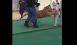 Bé gái sợ hãi la hét thất thanh khi bị hổ vồ 