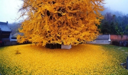 Cổ thụ 1.400 năm tuổi rụng lá phủ vàng khắp sân chùa