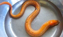 Nông dân Hà Tĩnh bắt được lươn vàng cực hiếm