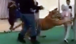 Bé gái bị hổ 'cưng' của người lạ tấn công bất ngờ