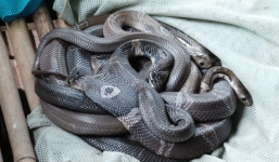 Hoảng hốt phát hiện 120 con rắn hổ mang nằm bên cạnh hành khách