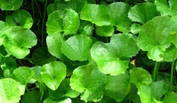 Rau má và những lợi ích bất ngờ đối với sức khỏe