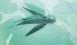 Bắt được 'quái ngư' 6 chân và có cánh ở Trung Quốc