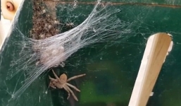 Hoảng hốt phát hiện hàng trăm con nhện trong thùng thư báo