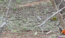 Clip chim thông minh tấn công và xơi tái rắn độc