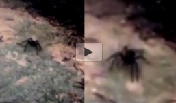Clip: Du khách la hét khi phát hiện nhện 'khổng lồ' to như con rùa
