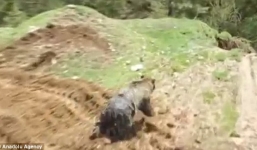 Phát hiện gấu nâu dưới lòng đất khi đào hố