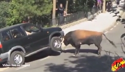 Video: Bò tót điên cuồng húc hỏng xe hơi hai tấn