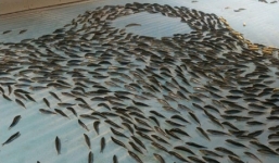 Nhật Bản dùng 5.000 con cá đông lạnh để trang trí dưới sân trượt băng 