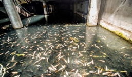 Trung tâm  mua sắm bỏ hoang biến thành hồ cá hàng nghìn con