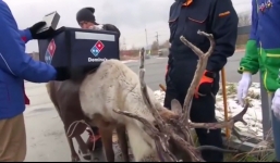 Dịch vụ giao bánh pizza bằng tuần lộc trong dịp Giáng sinh