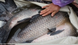 Đại gia Hà thành lùng mua cá trắm đen hơn nửa triệu/kg ăn Tết