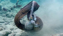 Để sổng bạch tuộc, lươn biển quay sang tấn công thợ lặn