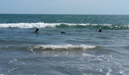 Hải cẩu xứ lạnh lại xuất hiện ở vùng biển Bình Thuận