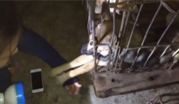 Rớt nước mắt cảnh chú chó trong lò mổ đưa tay cầu cứu con người