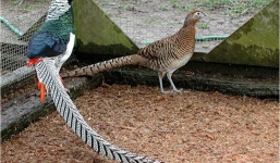 Quà biếu Tết: chim trĩ 7 màu 20 triệu/cặp “hút hồn” đại gia Việt