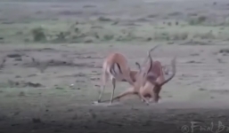 Linh dương mải mê “húc nhau” để cho sư tử xơi tái