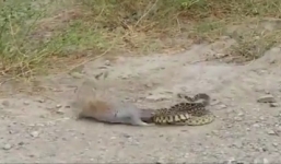 Rắn đau đớn bất lực khi bị sóc tấn công