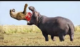 Sư tử cả gan tấn công hà mã và cái kết đắng