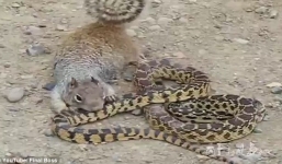 Video: Trận chiến đầy kịch tính giữa rắn độc khổng lồ và sóc