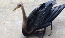 Video: Bắt được chim siêu lạ hình đầu rắn ở Hậu Giang