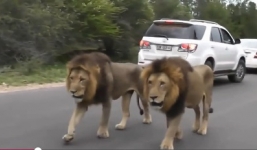 Đôi sư tử nghênh ngang giữa đường khiến dòng xe phải dừng lại