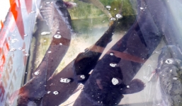 Bắt được cá Lệch quý hiếm dài gần 2m ở Nghệ An