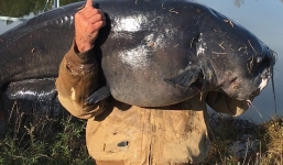 Cần thủ Mỹ câu được cá trê 'khủng' hơn nửa tạ