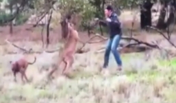 Người đàn ông tung cú đấm trời giáng vào mặt kangaroo