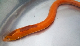 Lại bắt được lươn vàng óng