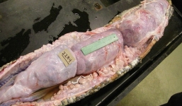 Mổ bụng trăn to bất thường, chuyên gia phát hiện điều bất ngờ