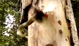 Video: Chim gõ kiến quyết tử với rắn lục cực độc